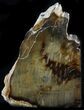 Sequoia Petrified Wood Bookends - Oregon #34500-1
